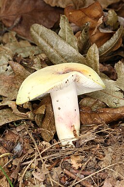 Violettstieliger Täubling, Russula violeipes