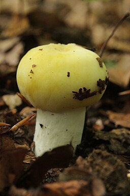 Violettstieliger Täubling, Russula violeipes