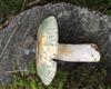 Grüngefelderter Täubling, Russula virescens