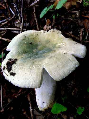 Grüngefelderter Täubling, Russula virescens