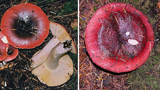 Roter Herings-Täubling