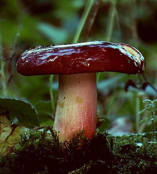 Roter Herings-Täubling, Russula xerampelina