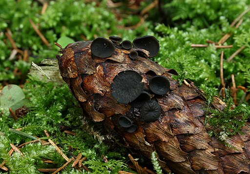 Fichtenzapfen-Stromabecherling, Rutstroemia bulgarioides