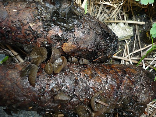 Fichtenzapfen-Stromabecherling, Rutstroemia bulgarioides
