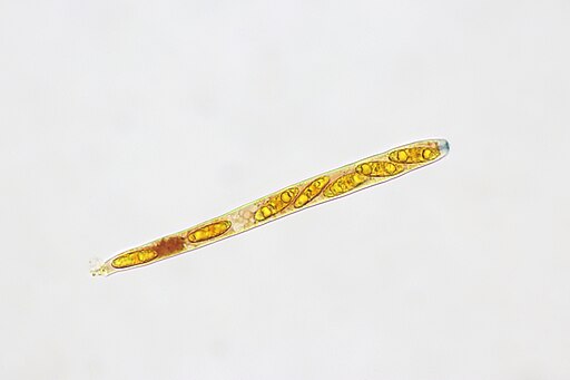 Eichen-Stromabecher, Rutstroemia firma