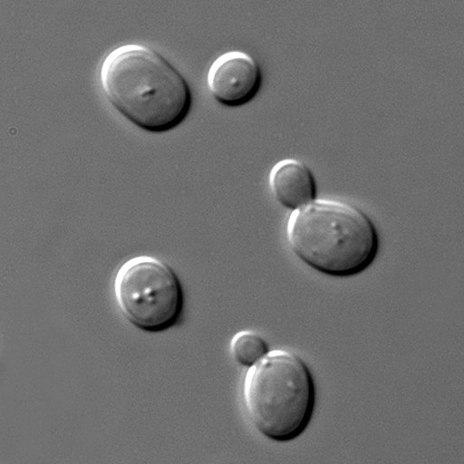 Backhefe, Saccharomyces cerevisiae