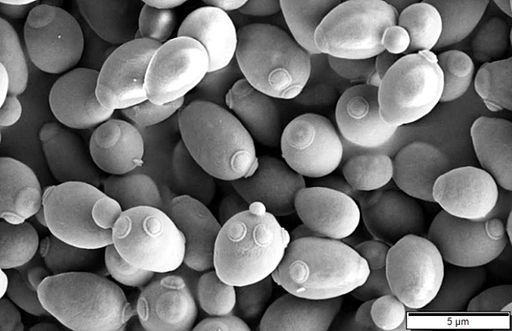 Backhefe, Saccharomyces cerevisiae