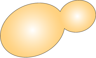 Backhefe, Saccharomyces cerevisiae