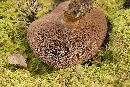 Habichtspilz, Sarcodon imbricatus