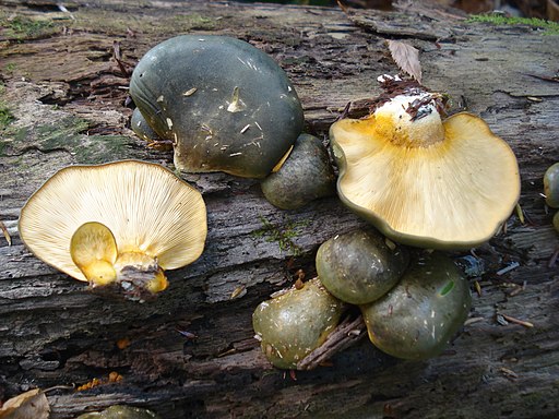 Gelbstieliger Muschelseitling, Sarcomyxa serotina