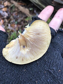 Gelbstieliger Muschelseitling, Sarcomyxa serotina