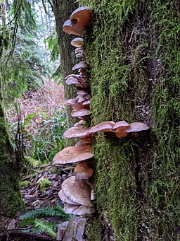 Gelbstieliger Muschelseitling, Sarcomyxa serotina