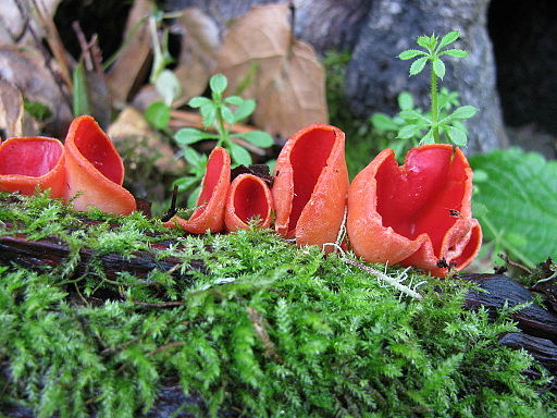 Scharlachroter Kelchbecherling, Sarcoscypha coccinea