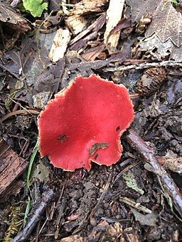 Scharlachroter Kelchbecherling, Sarcoscypha coccinea