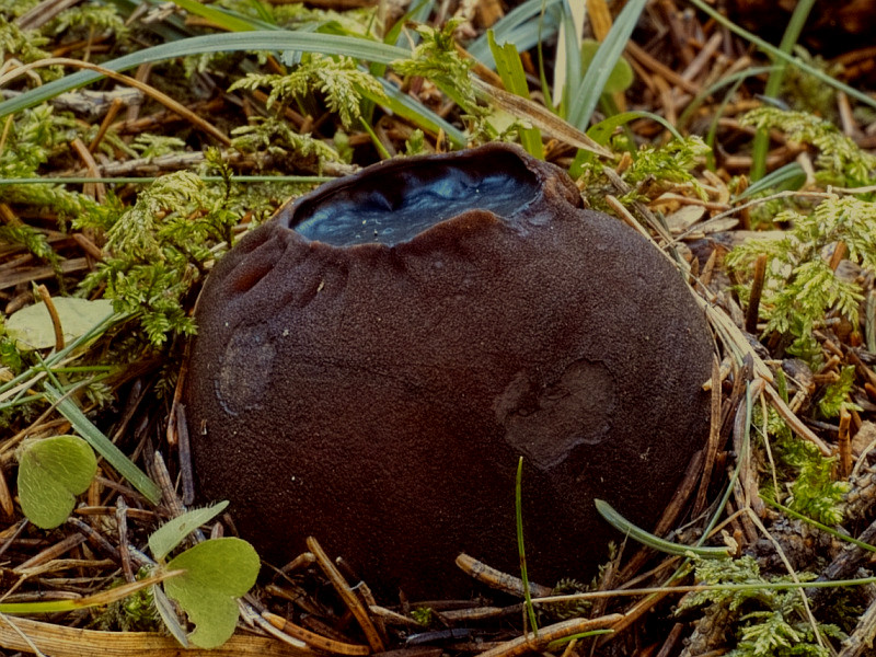 Kugeliger Gallertbecherling, Sarcosoma globosum