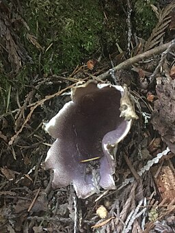 Kronenbecherling, Sarcosphaera