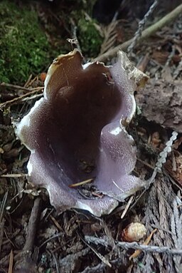Kronenbecherling, Sarcosphaera