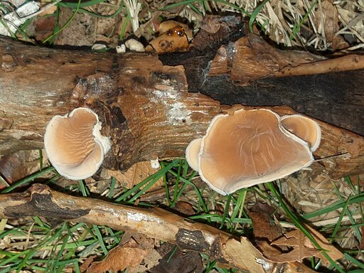 Pappel-Becherrindenschwamm, Schizophyllum amplum
