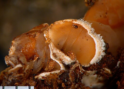 Pappel-Becherrindenschwamm, Schizophyllum amplum