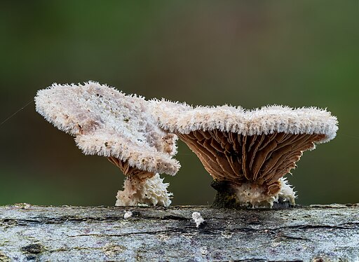 Gemeiner Spaltblättling, Schizophyllum commune