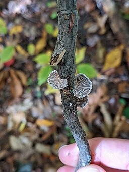 Gemeiner Spaltblättling, Schizophyllum commune