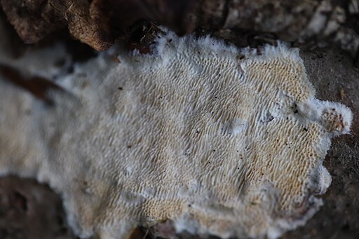 Veränderlicher Spaltporling, Schizopora paradoxa