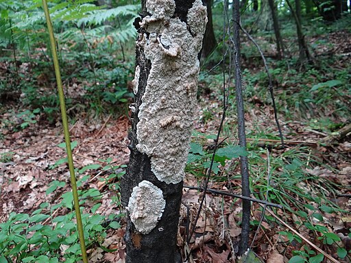 Veränderlicher Spaltporling, Schizopora paradoxa