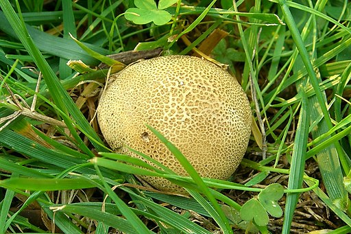 Leopardenfell-Hartbovist, Scleroderma areolatum