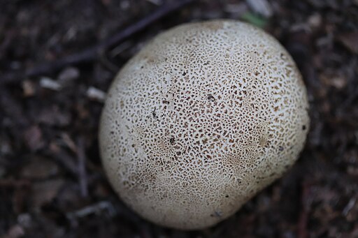 Leopardenfell-Hartbovist, Scleroderma areolatum