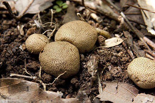 Leopardenfell-Hartbovist, Scleroderma areolatum
