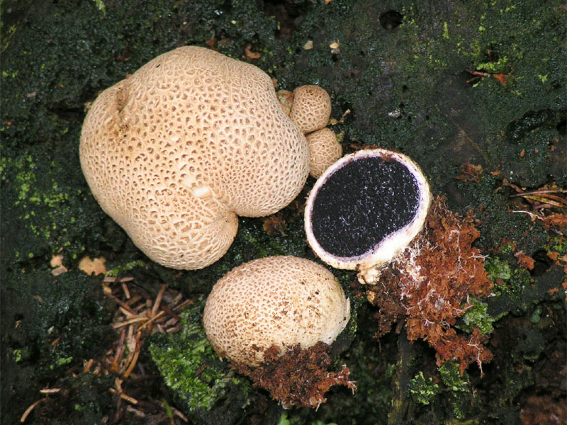 Dickschaliger Kartoffelbovist