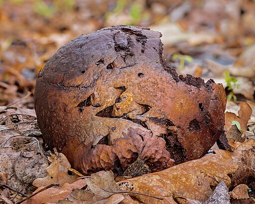 Dickschaliger Kartoffelbovist, Scleroderma citrinum