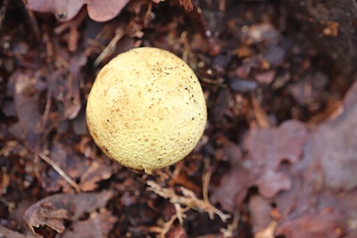 Dickschaliger Kartoffelbovist, Scleroderma citrinum