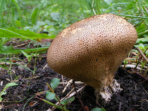 Braunwarziger Hartbovist