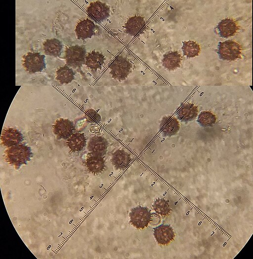 Braunwarziger Hartbovist, Scleroderma verrucosum