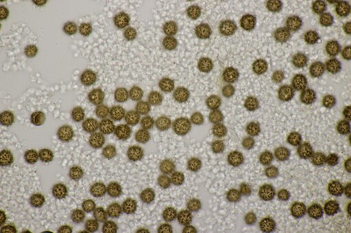 Braunwarziger Hartbovist, Scleroderma verrucosum