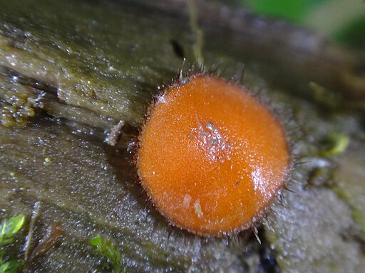 Holz-Schildborstling, Scutellinia scutellata
