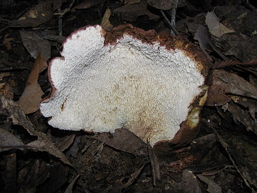 Ziegenfuß-Porling