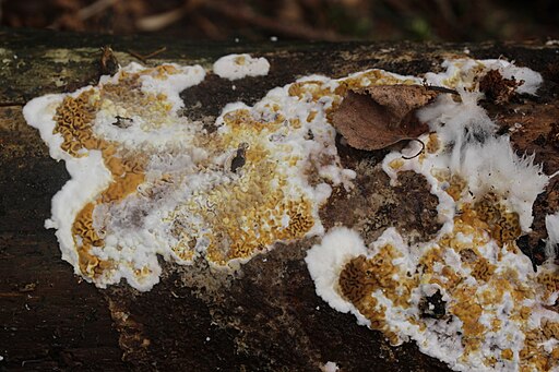 Wilder Hausschwamm, Serpula himantioides