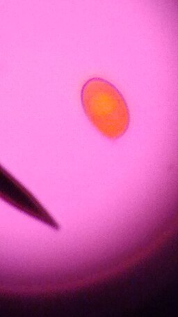 Wilder Hausschwamm, Serpula himantioides
