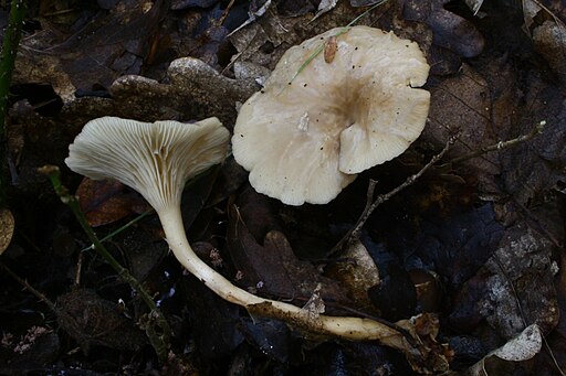 Ranziger Trichterling, Singerocybe phaeophthalma