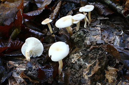 Ranziger Trichterling, Singerocybe phaeophthalma