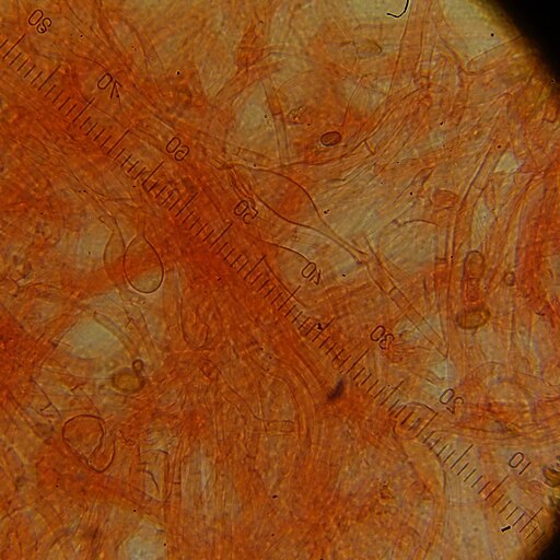 Ranziger Trichterling, Singerocybe phaeophthalma