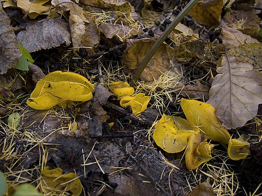 Prächtiger Wurzelbecherling, Sowerbyella imperialis