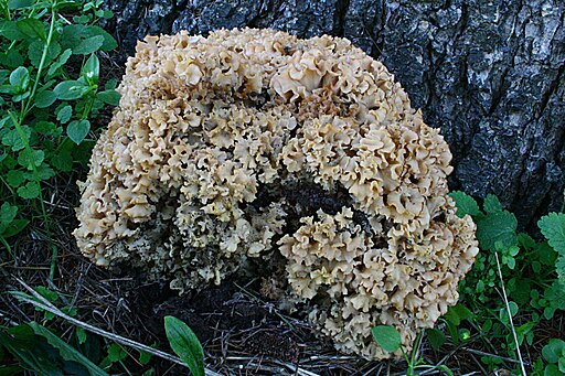 Krause Glucke, Sparassis crispa