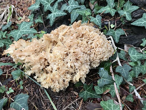 Krause Glucke, Sparassis crispa