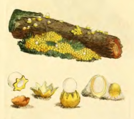 Kugelschneller, Sphaerobolus