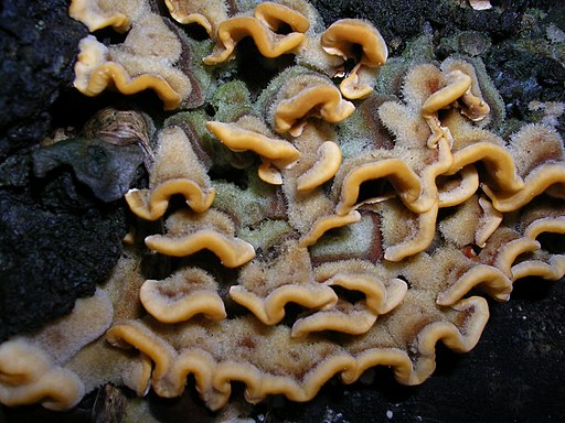 Striegeliger Schichtpilz, Stereum hirsutum