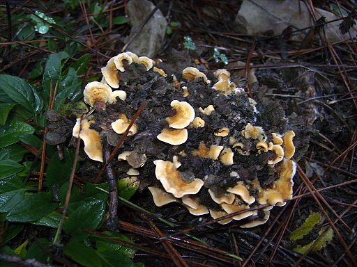 Striegeliger Schichtpilz, Stereum hirsutum