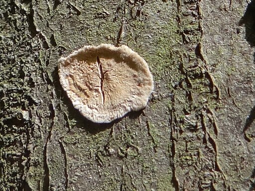Rötender Runzel-Schichtpilz, Stereum rugosum